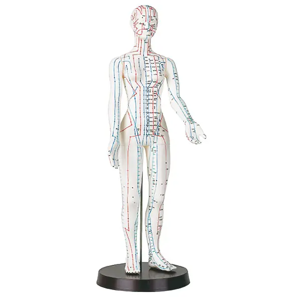 Acupuncture models made of plastic