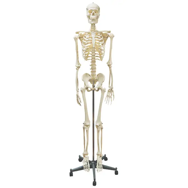 Human skeleton